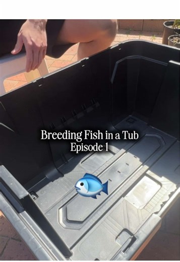 Exploring Outdoor Fish Ponds in Australia