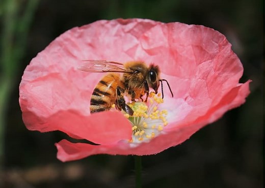 How Do Bees Transfer Pollen Between Flowers? | School Of Bees