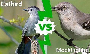 Catbird vs. Mockingbird: 6 Key Differences