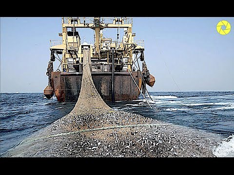Big Fish Catching In The Deep Sea | Modern Fish Processing Line | Catch And Process Right On Ship