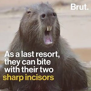 245K views · 1.6K reactions | It's as big as a sheep, it barks like a dog, but it's a rodent. Meet the capybara. | Brut nature | Facebook