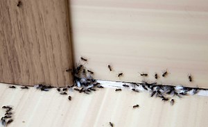 Borax & Icing Sugar as an Ant Killer
