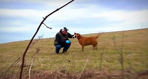 How to Quickly Teach Your Dog to Shed Hunt