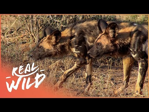 Flying Drones Capture African Dog's Hunting Prey | Chasing Tales Part 2/4 | Real Wild