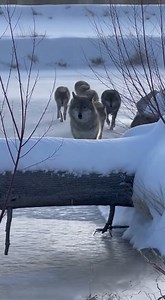 1.2M views · 24K reactions | Watching a wolf pack cross the ice from “safe cover” felt smart… until one peeled away and came straight for my log.  Keep filming over the wood or drop the phone and crawl back?  #Wolves #Yellowstone #Winter #NatureIsMetal #Predator #Shorts | Wild Animal Encounters | Facebook