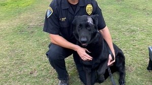 San Diego Police K-9 Recovering After Being Stabbed While in Pursuit of Suspect