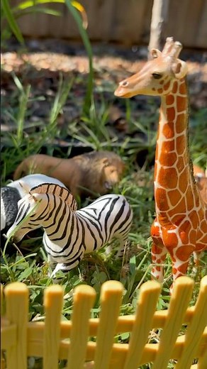 Discover Wild Zoo Animals Outside! Giraffe Tiger Zebra Panda!