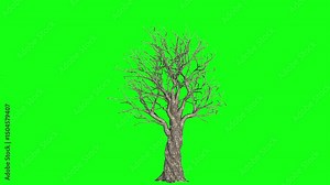 Olive tree Growing green background