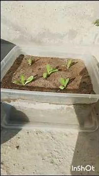 How to Grow Calendula 🌼 | Seed Sowing to Transplant – Full Winter Tutorial #calendula #flowers