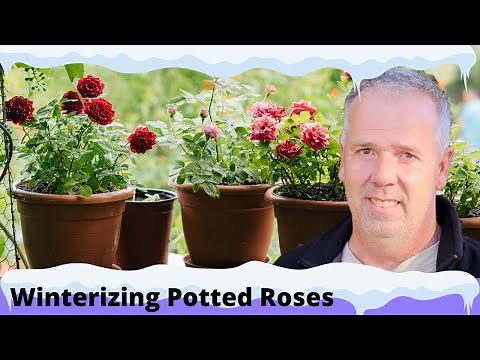How to protect potted roses in winter