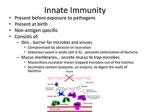 PPT - Innate Immunity PowerPoint Presentation, free download - ID:2742393