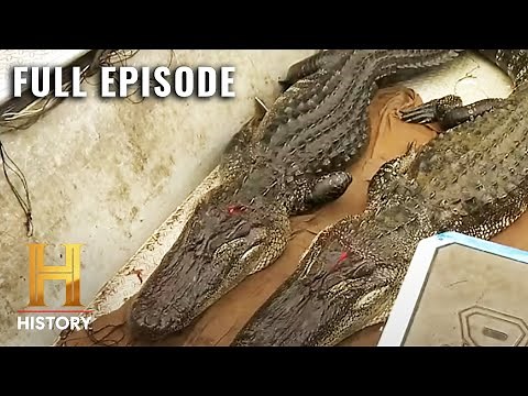 Swamp People: Head-to-Head with MASSIVE Monsters (S12, E14) | Full Episode | History