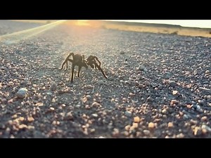 Watch: Tarantulas spotted as migration begins