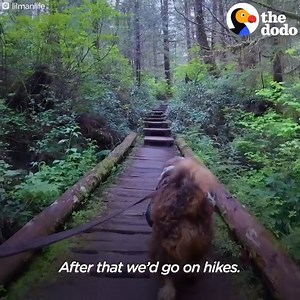 203K views · 10K reactions | Living the life! | I Love My Labradoodle | Facebook