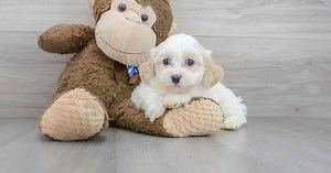 Shih Poo Puppies for Sale | Exclusive Doodles | Premier Pups