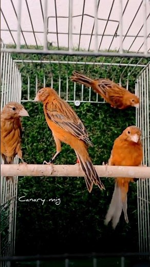 Cherry Red Black Canaries — Pure Color Magic! 🍒✨