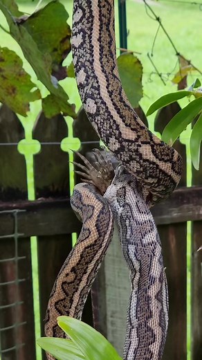 Coastal carpet python feeding on an Eastern water dragon! ##snake #lizard #snakes #reptile #reptiles #australia #sunshinecoast | Sunshine Coast Snake Catchers 24/7