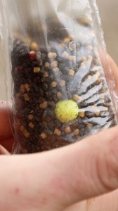 540K views · 3.2K reactions | Our top tip for catching carp in...