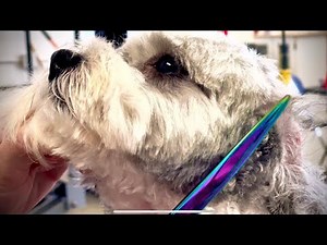 Grooming a Shih Poo (Part 1 of 2)