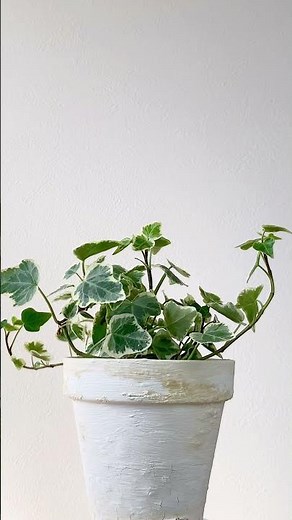 ヘデラ・ホワイトワンダー（アイビー）をご紹介します | UCHI de GREEN #Shorts