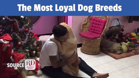 Most Loyal Dog Breeds