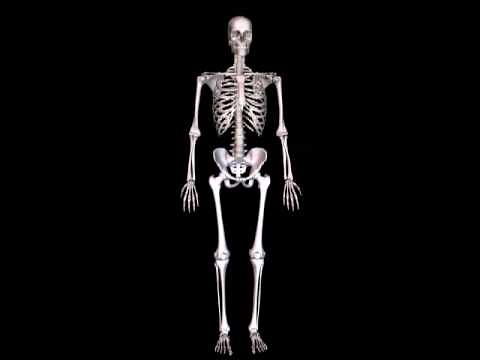 Human Skeleton 3D Animation