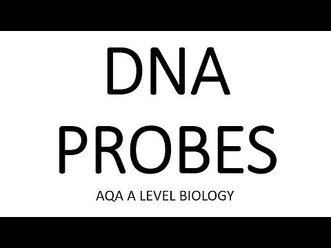 DNA PROBES - AQA A LEVEL BIOLOGY + EXAM QUESTIONS RUN THROUGH