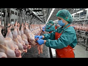 Inside a Modern Chicken Meat Processing Factory Full Chicken Production Line Explained