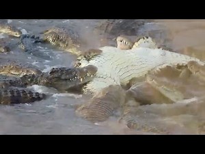 Giant crocodiles hunt and feed on wildebeest