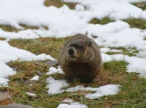The Groundhog’s Seeing, Hearing, and Sense of Smell