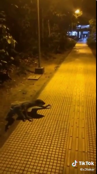 Creepy Sloth: Explore the Scary Night Encounters