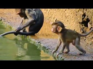 Monkey Balon Wants to Learn to Swim in A Pool
