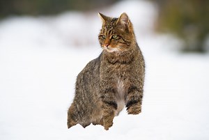 Wildcat | European, nocturnal, carnivore | Britannica