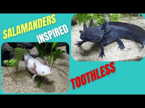 Axolotl and Salamanders: Mini Dragons That Smile and Enchant!