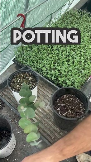 what is baby blue and silver drop eucalyptus plants? How to grow eucalyptus? What to use eucalyptus?