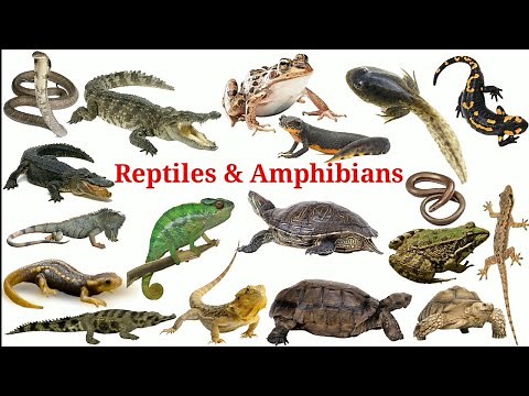 Reptiles & Amphibians In English With Pictures | Reptiles Amphibians | Easy english learning process