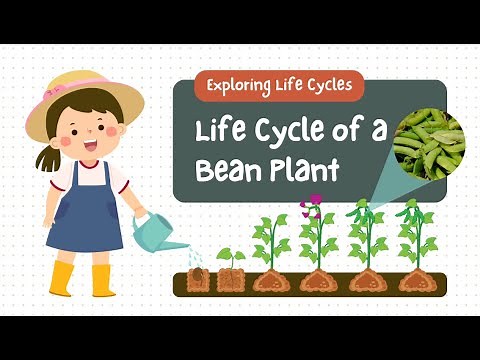 The Life Cycle of a Bean Plant-Educational Video