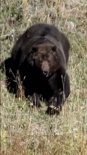 Grizzly Bear “Big Red” Runs with Power | Yellowstone National Park #wildlife #animals #shorts #bear