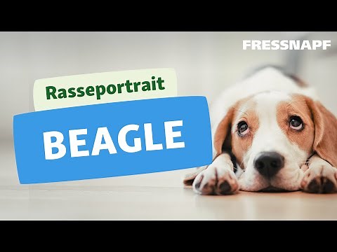 Rasseportrait: Beagle