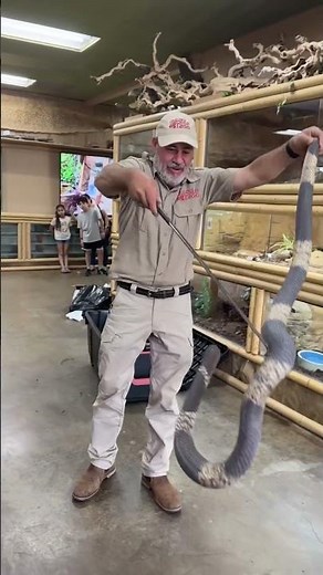 New Egyptian Cobra 😳 🐍 Always gotta be careful when dealing with venomous snakes 🐍