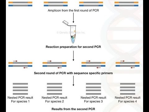 Touchdown PCR, Hot Start PCR and Nested PCR