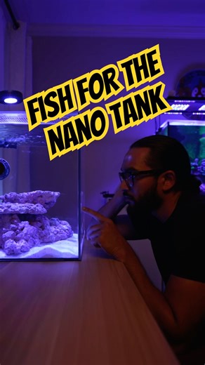 Nano reef tank fish options?! 😂😭🐠
