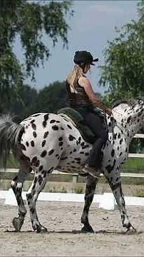 Human & Horse breeding stallion Nevada