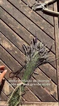 Usos tradicionais da lavandula angustifolia. Lavanda.