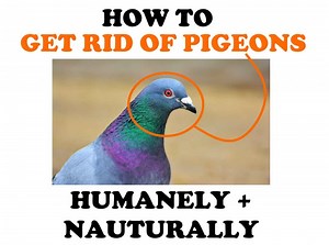 How to Get Rid of Pigeons (Without Hurting Them) | BugWiz