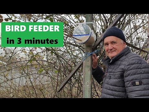 How to Make a Simple Bird Feeder DIY in Minutes