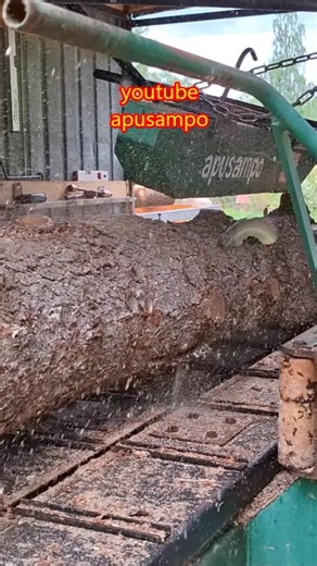 First Cut of a Lumby, Curvy Spruce Log #apusampo #woodworking #wood