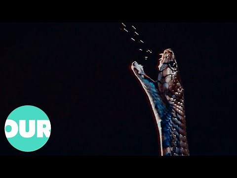 Cobra: The Fascinating Life of The King Of Snakes | Our World