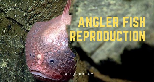 Angler Fish Reproduction: 34 Interesting, Fun Facts - SeaFish