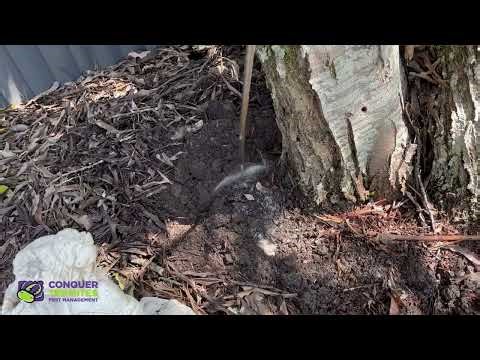 How to treat live termites in a tree